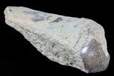 Polished Dinosaur Bone (Gembone) Section - Colorado #72991-2